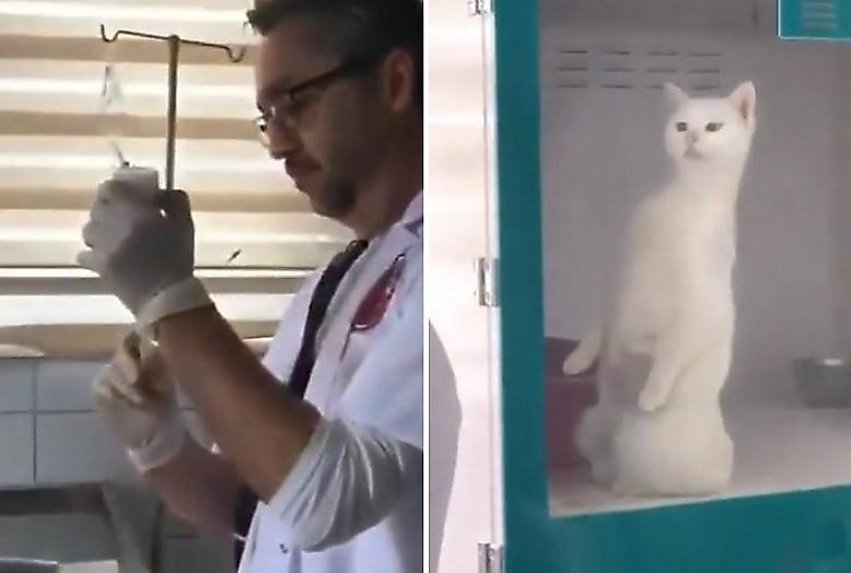 Кот проконтролировал приготовление ветеринаром инъекции для него ▶