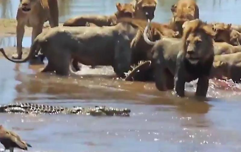 Крокодил, подкравшись сзади, проследил за трапезой львов в своём водоёме ▶