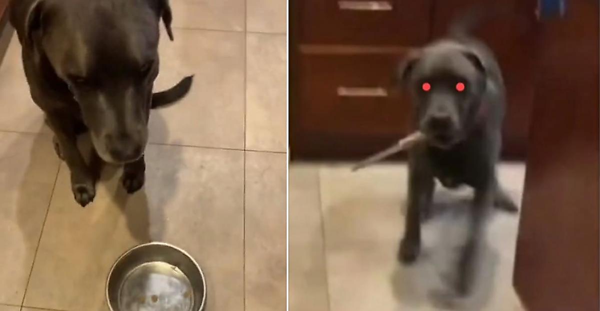 Кровожадный пёс схватил нож, чтобы проучить хозяйку, не докладывающую ему корм - видео