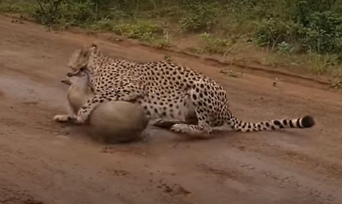 Гепард на глазах у туристов не оставил шансов на спасение антилопе