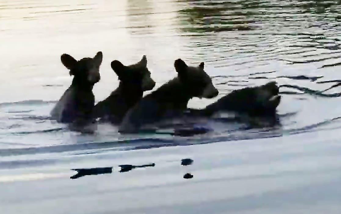 Медведица, форсирующая реку с тремя медвежатами на спине, оказалась на пути у рыбаков