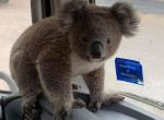 Пожарный спас детёныша коалы и забрал его из объятого пламенем леса в Австралии 2