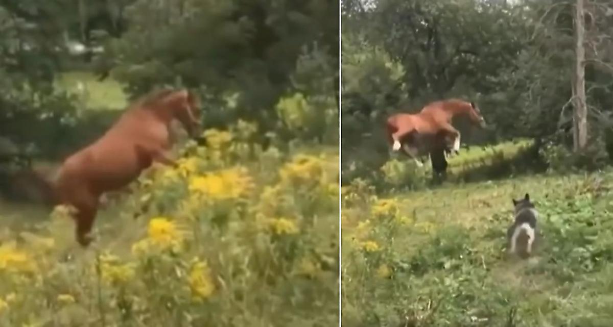 Прыткий конь, удививший хозяина и чудом не приземлившийся на собаку, попал на видео в Канаде