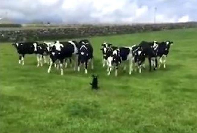Резвый пёс устроил забег с коровами на поляне в Ирландии ▶