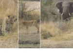 Слон испортил охоту засевшему в засаде леопарду ▶