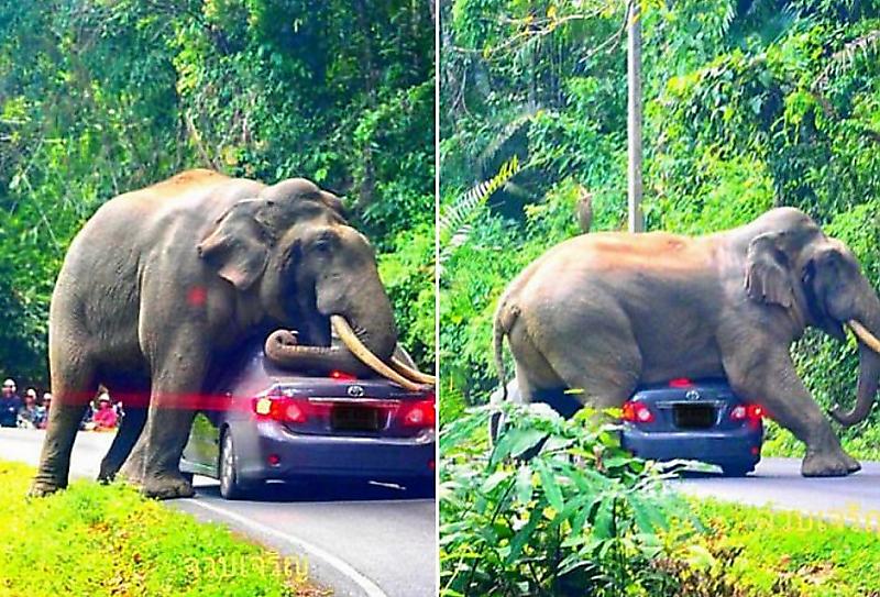 Любвеобильный слон перегородил дорогу туристу и устроил «краш-тест» его автомобилю ▶