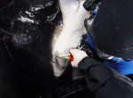 Спасатели поймали в мешок серую акулу и извлекли из неё три рыбацких крючка в Австралии