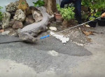 Спасатели устроили погоню за сбежавшим от хозяина крокодилом в Тайланде ▶