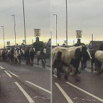 Табун беглых лошадей парализовал движение в английской деревне (Видео)