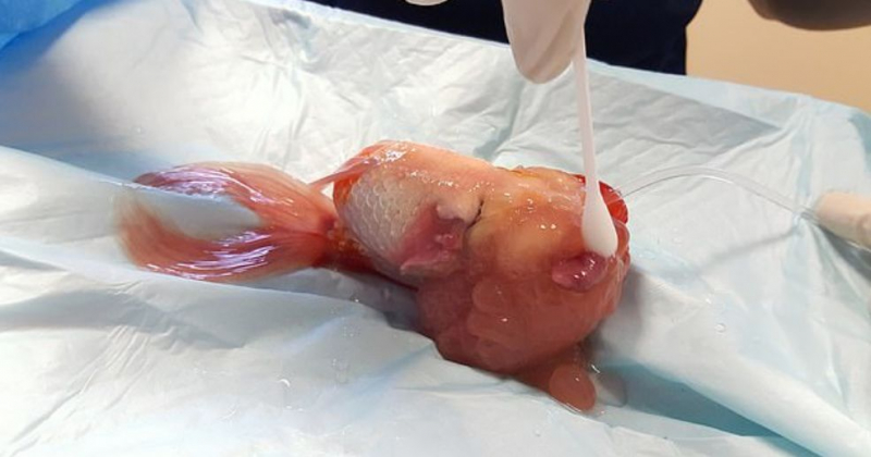Ветеринар провёл успешную операцию по удалению опухоли у золотой рыбки ▶