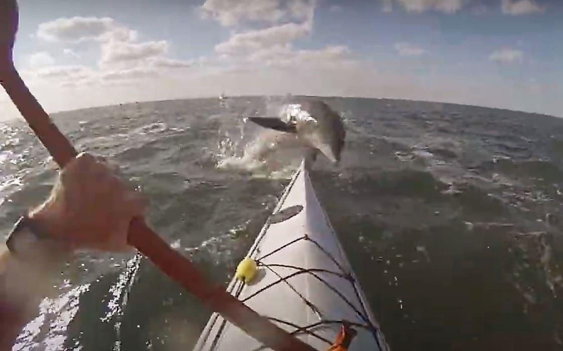 Дельфин выскочил перед лодкой и ударил по лицу байдарочника - видео