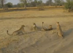 Два молодых гепарда отстояли честь своей матери и оградили её от агрессивного соплеменника