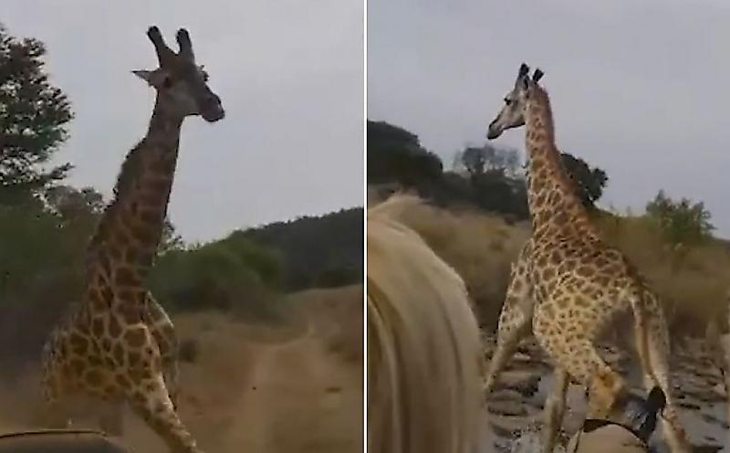 Игривый жираф устроил погоню за сафари-мобилем в ЮАР ▶