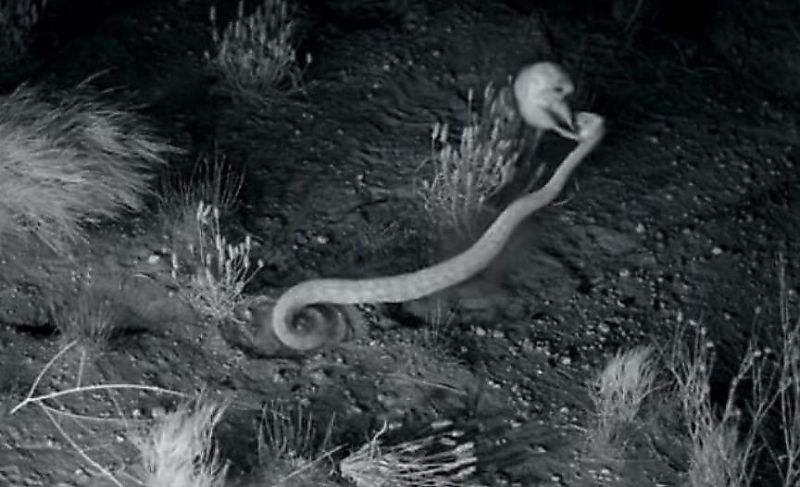 Кенгуровые крысы, уходящие от атаки змей, привлекли внимание калифорнийских учёных ▶