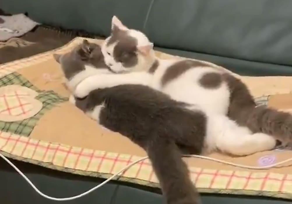 Любвеобильные кошки попали на видео и удивили своего хозяина