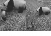 Мать-панда устроила экстремальный аттракцион для своего детёныша в китайском питомнике ▶