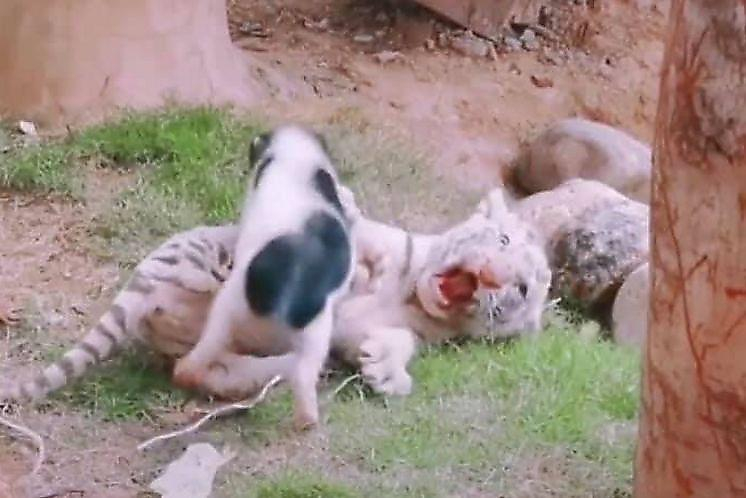 Ожесточённая схватка поросёнка с тигрёнком попала на видео в китайском зоопарке ▶