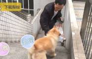 Преданный пёс, по 12 часов дожидающийся своего хозяина на вокзале, стал национальным героем в Китае 5