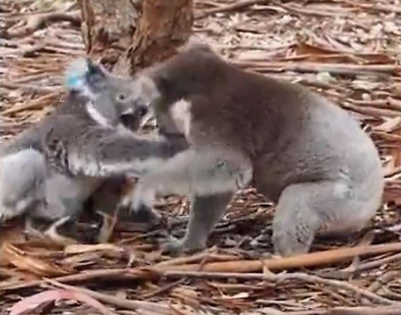 Самец коалы, требуя взаимности, напал на визгливую самку в Австралии ▶