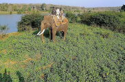 Спасатели и семь слонов приняли участие в поимке тигра-людоеда в индийских джунглях ▶ 0
