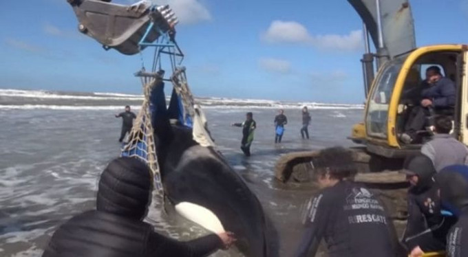 Спасательную операцию по возвращению косатки в море, провели в Аргентине (Видео)