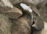 Бобровая крыса утащила рыбу из-под носа австралийского рыбака ▶