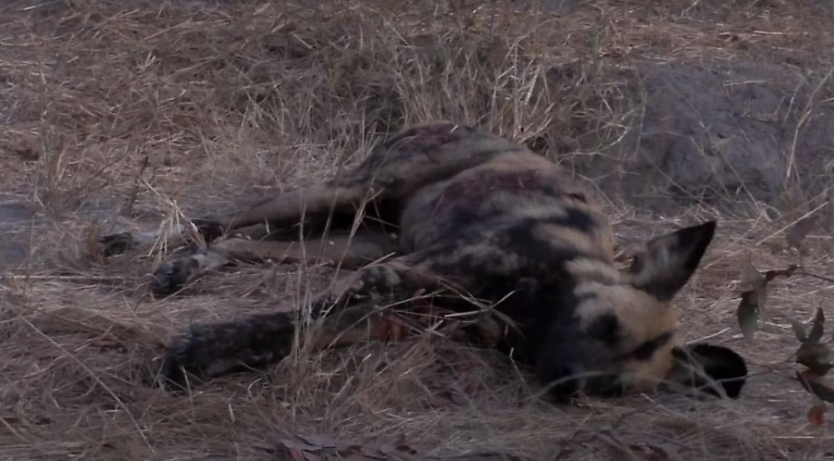 Дикий пёс, оказавшись в окружении львов, перехитрил хищников в африканском заповеднике