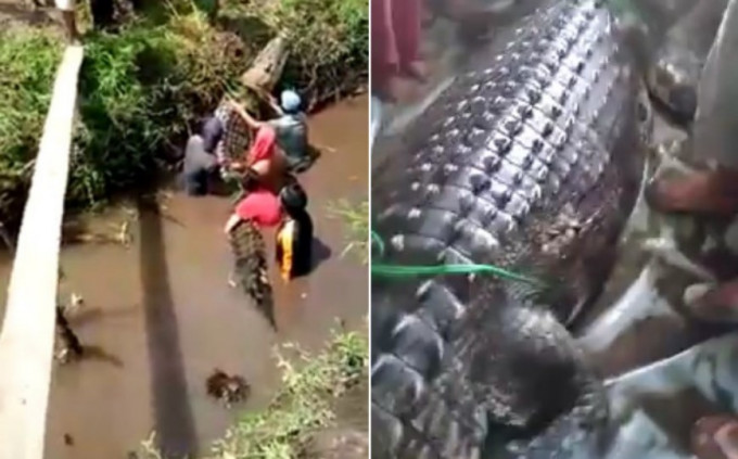 Гигантского крокодила поймали в Индонезии (Видео)