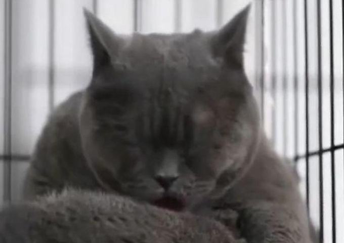 Китаянка подвергла свою кошку пластической операции, чтобы исправить форму её глаз ▶