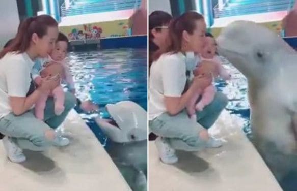 Любвеобильный дельфин довёл до слёз младенца в аквапарке (Видео)