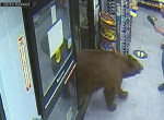 Медведи повадились устраивать налёты на магазины в США - видео