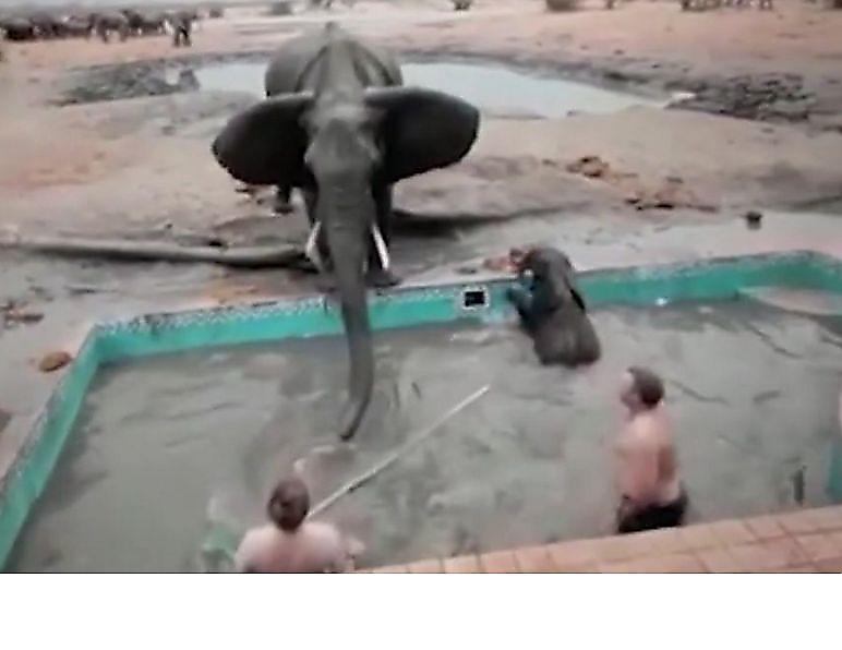 Разгневанная слониха прогнала спасателей, вытаскивающих из бассейна её слонёнка ▶