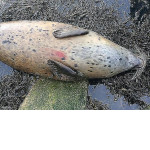 Рыбаки застрелили двух беременных самок-тюленей, посчитав их своими конкурентами 2