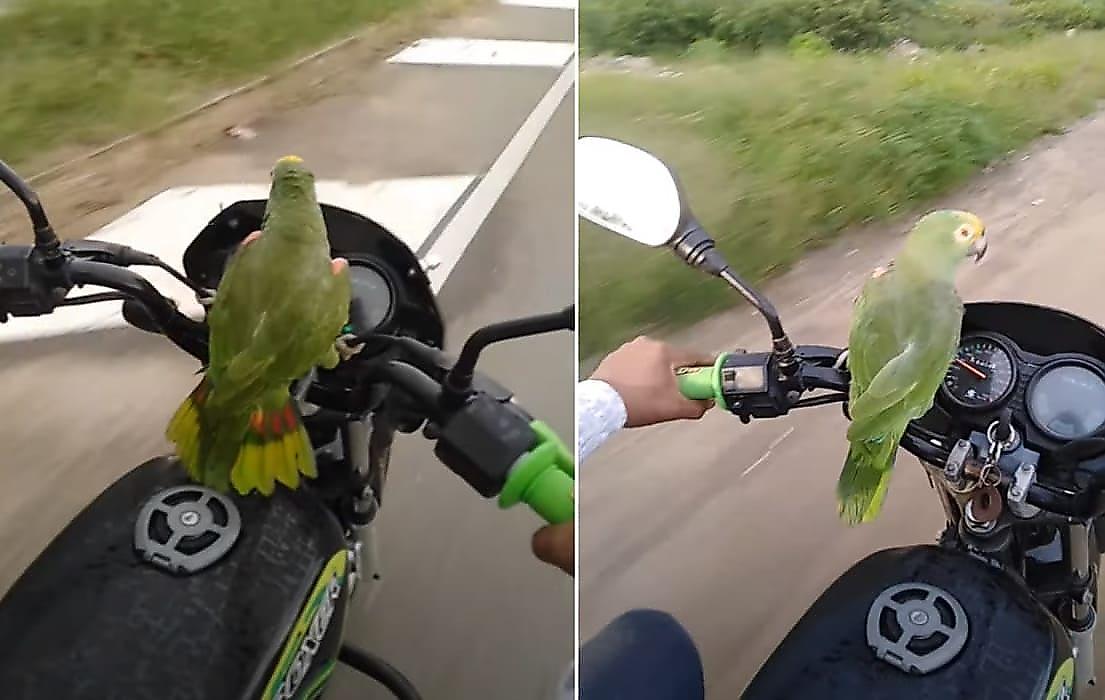 Попугай, устроившись на руле мотоцикла, выступил в роли клаксона - видео