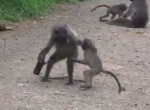 Забавная разборка бабуинов, не поделивших бутылку, попала на видео в ЮАР