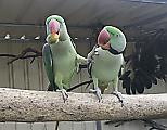 Забавное противостояние попугаев, не поделивших орех, попало на видеокамеру в Австралии ▶