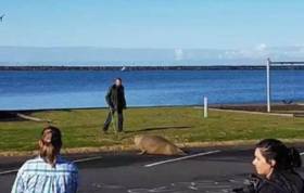 Любопытный морской лев совершил пешее путешествие по австралийскому городу. (Видео) 5