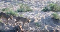 Двадцать львов, выстроившись в цепочку, утолили жажду в южноафриканском парке Крюгера. (Видео) 2