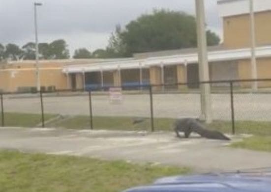 Первый раз - в первый класс: идущий в школу крокодил попал на видеокамеру в США