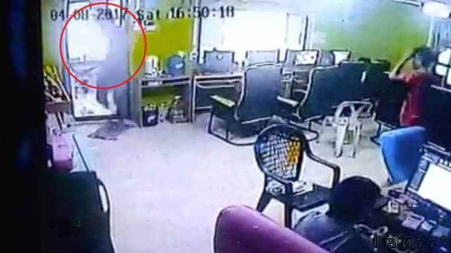 Змея, проникшая в интернет кафе в Тайланде, вызвала панику среди посетителей. (Видео)