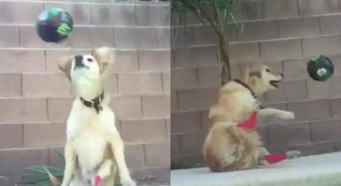 Жизнерадостный пёс - «волейболист» с неподвижными задними лапами проживает в Калифорнии