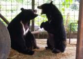 Медведь с огромным языком был прооперирован в Мьянме. (Видео) 1