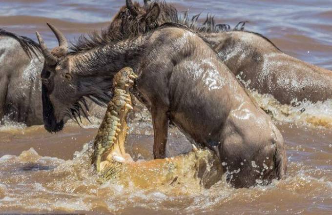 Британский турист сфотографировал, как огромный крокодил «пообедал» антилопой гну в Кении.