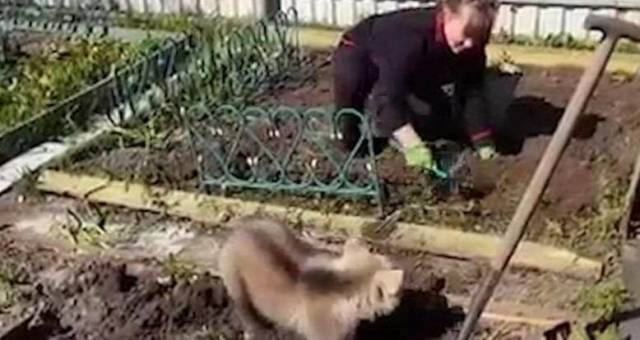 Медвежонок Сёма помог хозяйке посадить картошку. (Видео)