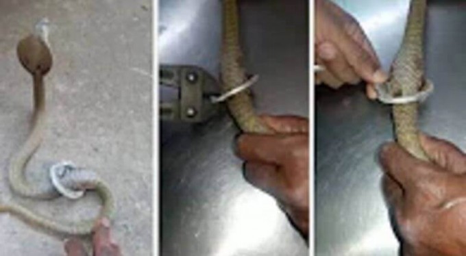 Операция по спасению кобры, заглотившей жабу и застрявшей в стальном «обруче», была проведена в Индии. (Видео)