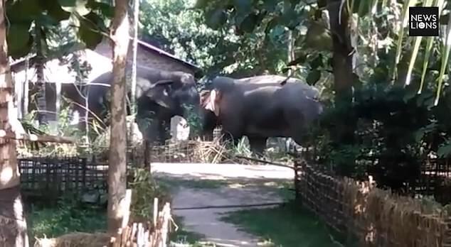 Дикие слоны устроили драку в индийской деревне. (Видео)