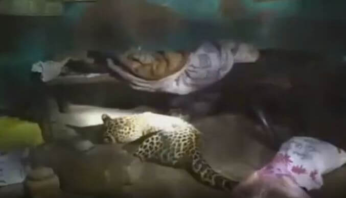 Отец с трёхлетним сыном вынуждены были отбиваться от дикого леопарда, забравшегося в их жилище. (Видео)