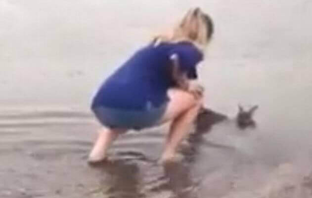 Австралийка спасла детёныша валлаби, чуть не утонувшего во время наводнения. (Видео)