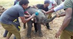 Маленького слонёнка, застрявшего в колодце, спасли в Шри - Ланке (Видео) 6