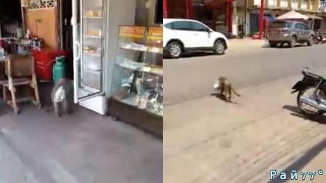 Случайный прохожий стал свидетелем преступления, совершённого обезьяной в одной из закусочных города Кумпхавапи, Тайланд.